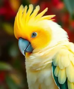Resting Sulphur Crested Parrot Paint By Numbers
