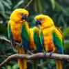 Resting Tropical Gold Macaws paint by numbers