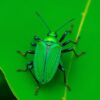 Leaf Bug Paint Numbers