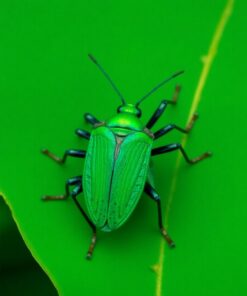 Leaf Bug Paint Numbers