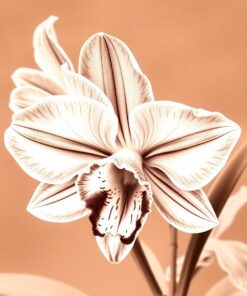 Cattleya Study Paint Numbers