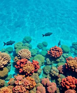 Coral Pools Paint Numbers