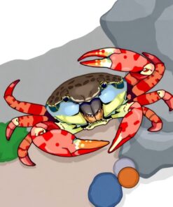 Stone Crab Paint Numbers