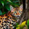 Stalking Tropical Spotted Cat Paint By Numbers
