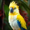 Sulphur Crested Parrot paint by numbers