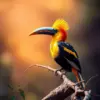 Sunlit Hornbill Perch paint by numbers