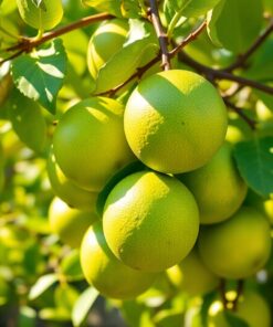 Green Limes Paint Numbers