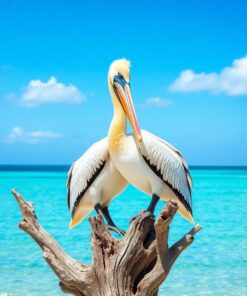 Pelican Perch Paint Numbers