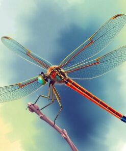 The Helicopter Damselfly Paint By Numbers