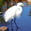 Tidal Egret Paint Numbers