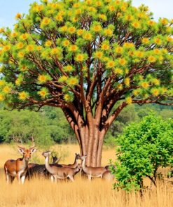 Bird Colony Paint Numbers