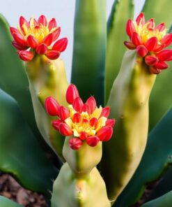 Cactus Fruits Paint Numbers