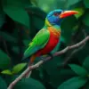 Tropical Emerald Canopy Bird Paint By Numbers