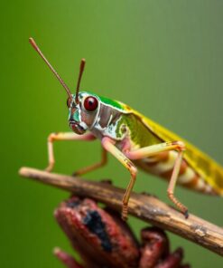 Grasshopper Specimen Paint Numbers