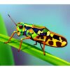 Tropical Grasshopper Specimen Paint By Numbers