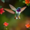 Tropical Hummingbird Hover paint by numbers