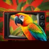 Tropical Macaw Retro Broadcast Paint By Numbers