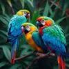 Tropical Macaws paint by numbers