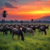 Tropical Twilight Herd Grazing Paint By Numbers