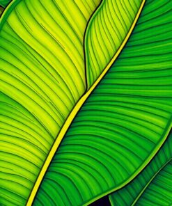 Leaf Nouveau Paint Numbers