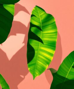 Leaf Shadows Paint Numbers