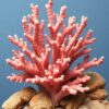Coral Specimen Paint Numbers