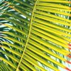 Palm Frond Paint Numbers