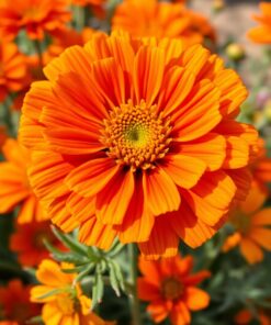 Marigold Bloom Paint Numbers