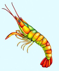 Prawn Study Paint Numbers