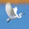 Egret Flight Paint Numbers