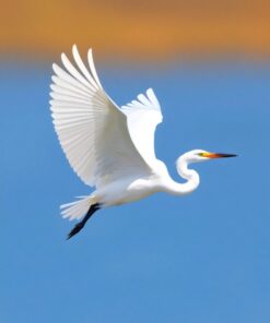 Egret Flight Paint Numbers