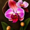 Orchid Portrait Paint Numbers