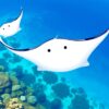 Manta Rays Paint Numbers