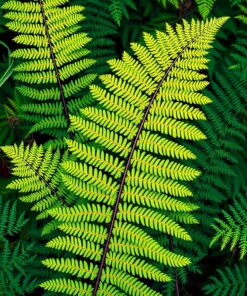 Spore Study Paint Numbers