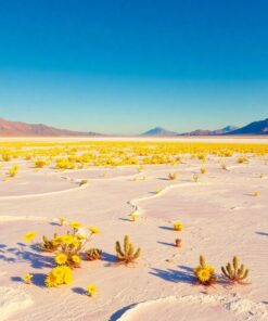 Salt Flats Paint Numbers