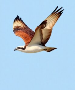 Osprey Flight Paint Numbers