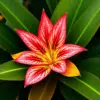 Vintage Hillstar Bromeliad Bloom Paint By Numbers