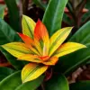 Vintage Hillstar Bromeliad Bloom Paint By Numbers