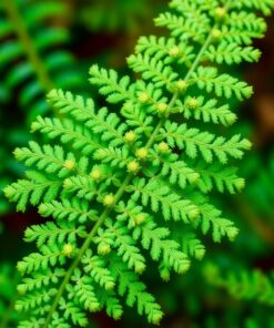 Spore Macro Paint Numbers