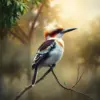 Vintage Kookaburra Morning Mist Paint By Numbers
