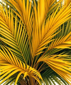 Palm Leaves Paint Numbers