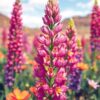 Lupine Bloom Paint Numbers