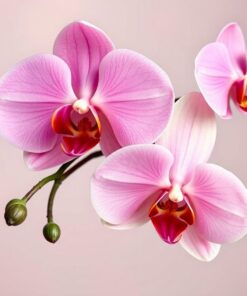 Orchid Promise Paint Numbers