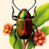 Beetle Study Paint Numbers