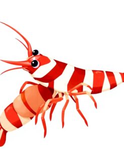 Peppermint Shrimp Paint Numbers