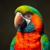 Macaw Portrait Paint Numbers