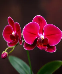 Vintage Ruby Topaz Orchid Paint By Numbers