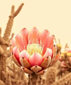 Prickly Pear Paint Numbers