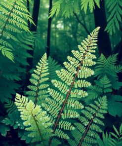 Fern Dew Paint Numbers