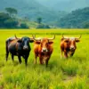 Vintage Taro Field Oxen paint by numbers